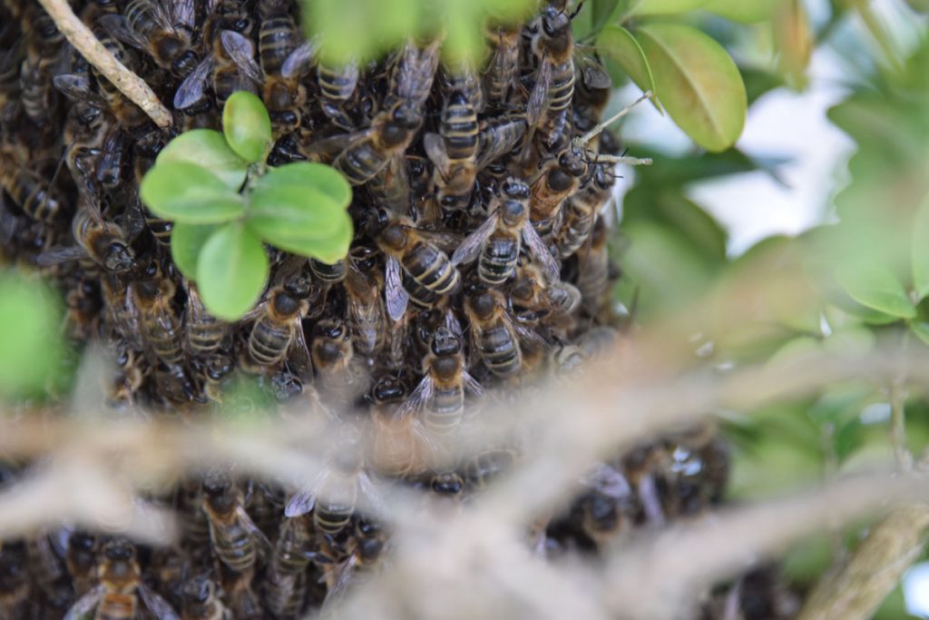 Bienenvolk Im Garten Bienenvolk im Garten - 2cc